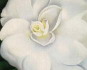 乔治亚 奥基夫 : White Camelia